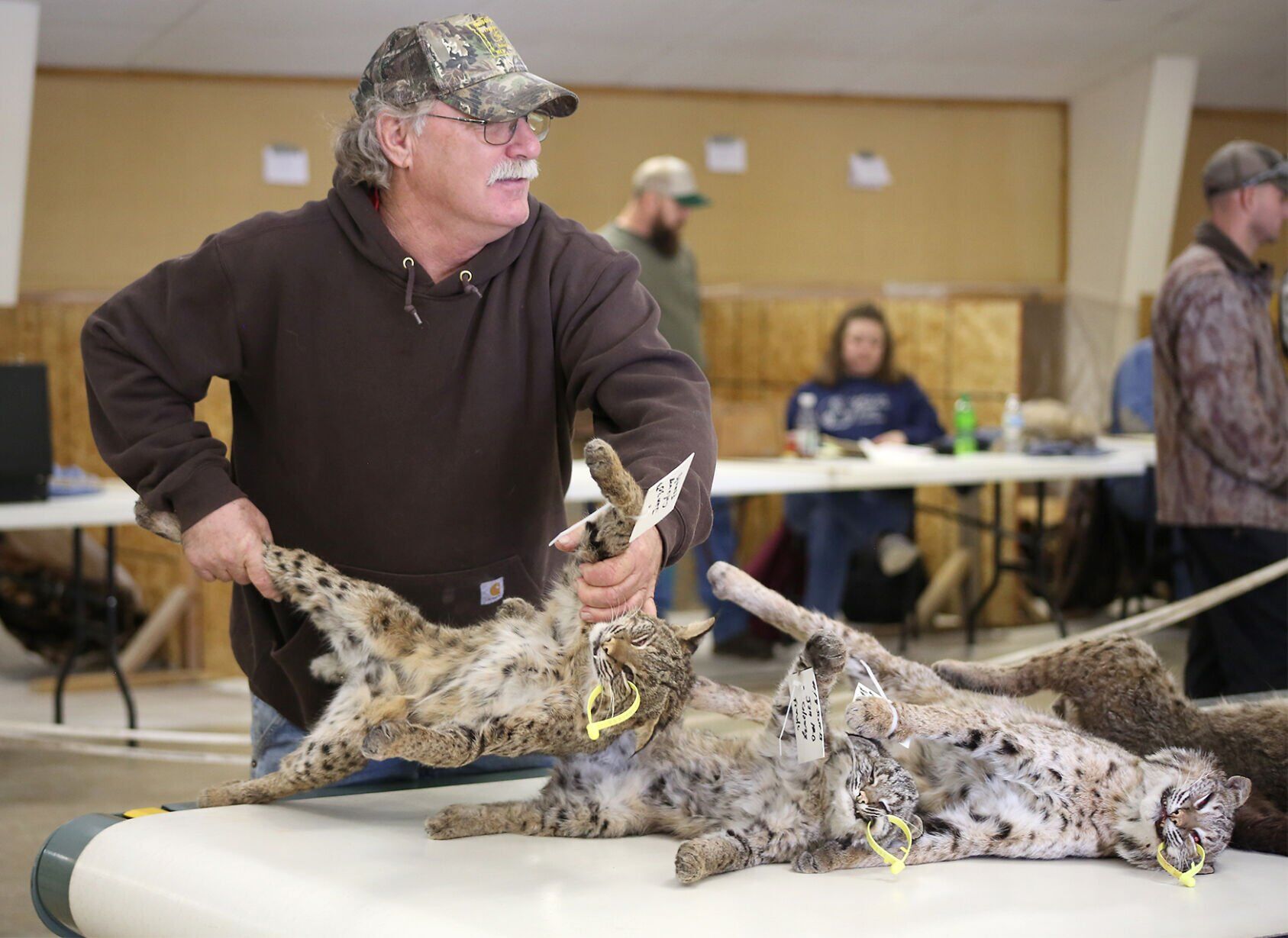 Seller Scott Beshears from Wellsville places bobcats onto a conveyor belt.